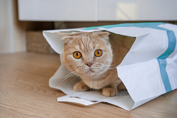 Cute red cat Scottish Fold got down in a paper bag sitting there. The cat's muzzle peeks out of the bag. The concept of online shopping, delivery, discounts and sales. Copy space for text