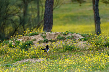 Magpie in countryside with yellow flowers and trees in spring background