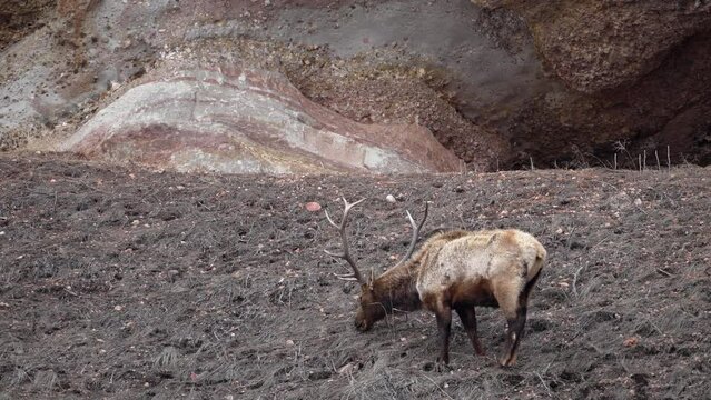 Bull Elk grazing on what little food it can find after harsh winter in the Utah wilderness.