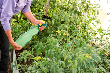 female hands in a greenhouse spray tomato bushes, treatment of tomato bushes from insects and...