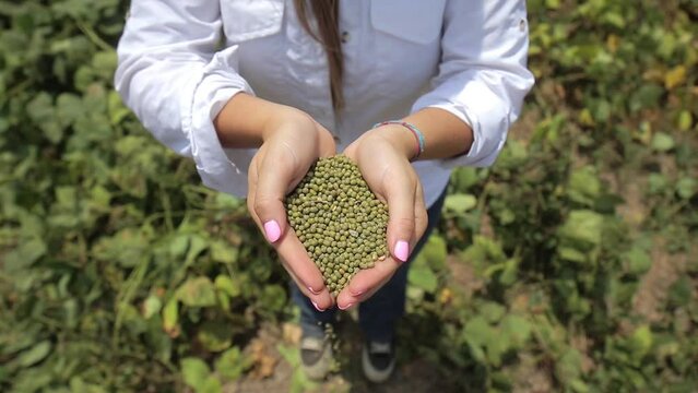 Close-up of a girl's hands full of freshly harvested beans, which she drops in slow motion