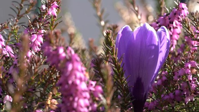 Krokus pośr&oacute;d wrzos&oacute;w i latająca pszczoła