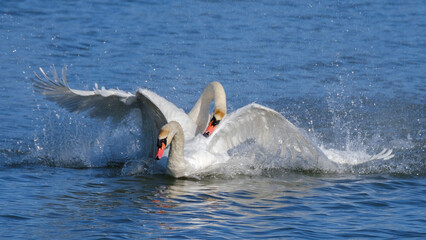 Fototapeta premium Höckerschwäne beim Revierkampf