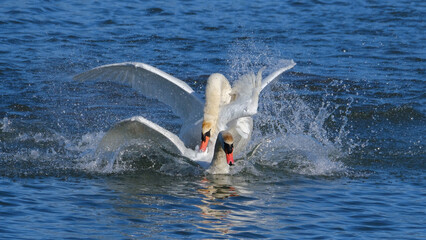 H&ouml;ckerschwan versucht den Gegner beim Revierkampf zu ertr&auml;nken