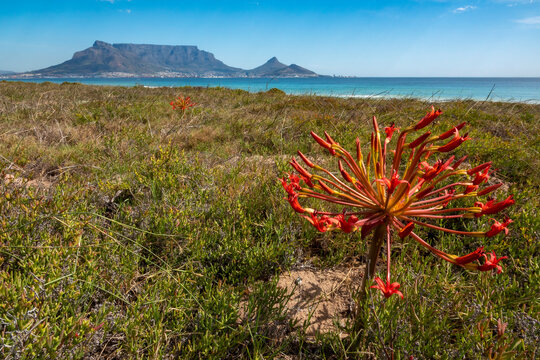 Candelabra flower, red candelabra flower or king candelabra (Brunsvigia orientalis) with Cape Town and Table Mountain in the background. Western Cape. South Africa