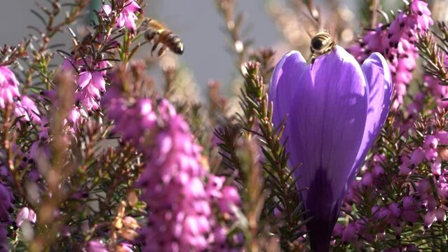Krokus rosnący wśr&oacute;d wrzośc&oacute;w i dwie pszczoły