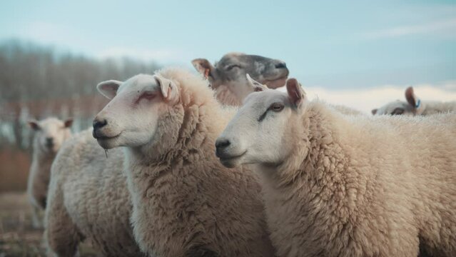 Sheep grazing on a farm, white sheep farming animals, agriculture setting, wool and grass in a rural area	