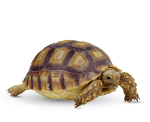 Dim Sum Chinese Dumplings and salas leves, chilli isolated .photo premium PSD.