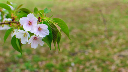 Cherry blossoms, Somei Yoshino, blue sky and cherry blossoms, beautiful cherry blossoms in full bloom, spring season, natural scenery, background material,