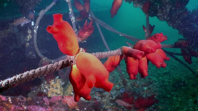 Multicolored fish and red ascidia swim in slow motion in the Sea of Japan. Sea of Japan also has rich cultural history, with ancient Japanese relying on sea for food, trade, and transportation.