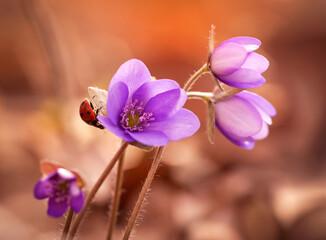 Fototapeta na wymiar Wiosenne kwiaty - Przylaszczki w lesie