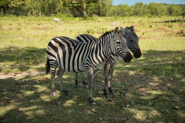 Fototapeta na wymiar Full body close up of two zebras on a sunlit meadow.