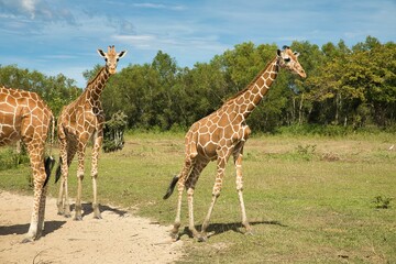 Full body shots of free running young giraffes on a green meadow, trees in the background.