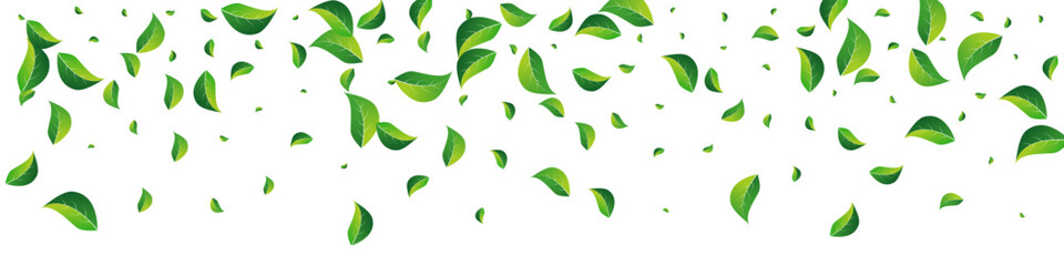 Swamp Foliage Forest Vector Panoramic White