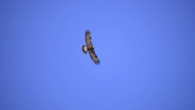Golden Eagle gliding high in the sky in Wyoming on sunny day.