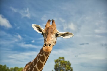 Naklejka na ściany i meble Portrait close-up of a giraffe, a bright blue sky and trees in the background.