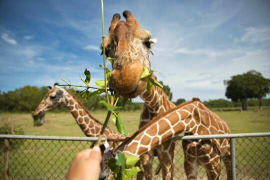 Close up of a giraffe that is eating, with more giraffes in the picture, a bright blue sky and trees in the background.