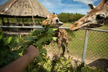 Close up of a giraffe that is eating with another giraffe in picture.
