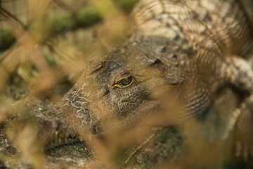 Close-up of a crocodile photographed through a fence that is diffused in the foreground.