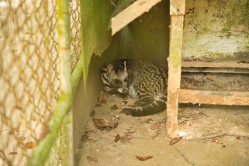 Obraz premium A striped musang in its cage, huddled in the corner.