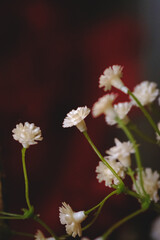 white flowers on a green background