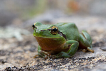 Ranita meridional, Hyla meridionalis