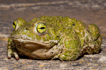 Epidalea calamita, sapo corredor