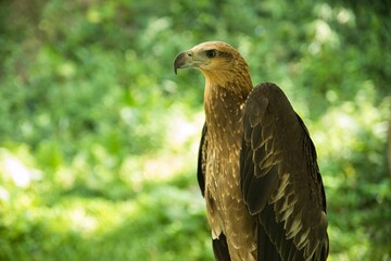 Close-up of an eagle looking to the side with a difuss background of sunlit leaves in the background.