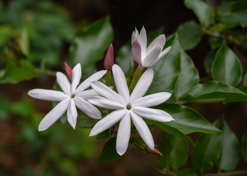 Closeup view of bright white flowers and purple pink buds of jasminum multipartitum shrub aka starry wild jasmine or african jasmine in outdoor tropical garden