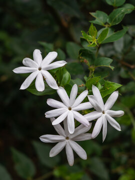 Closeup view of bright pure white flowers of jasminum multipartitum shrub aka starry wild jasmine or african jasmine in tropical garden	