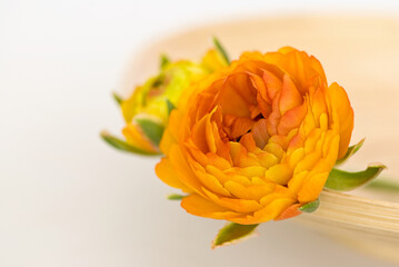 Yellow Orange Ranunculus Flower Close-up - 583442921