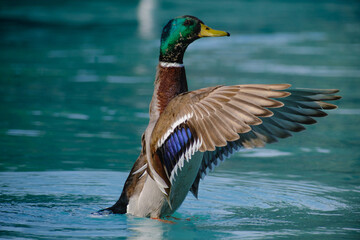 Obraz premium duck on the water