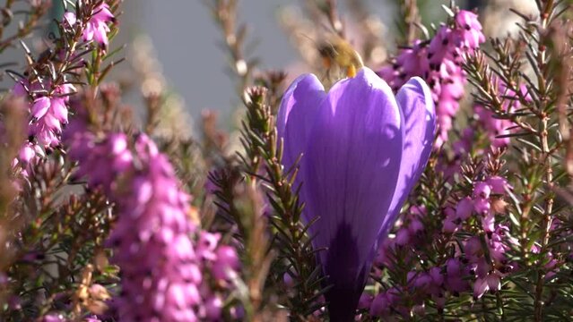 Krokus pośr&oacute;d wrzos&oacute;w i zbierająca nektar pszczoła
