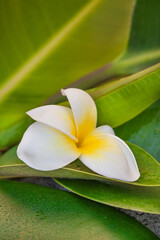 Exotic Frangipani Flower On Green Leaf - 583443584