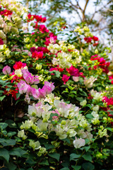 Naklejka premium colorful flowers with a beautiful blurred background