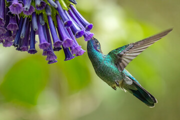 Lesser Violetear - Colibri cyanotus, beautiful violet and green hummingbird from Latin America forests and gardens, Volcán, Panama. © David