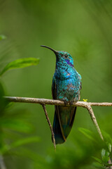 Lesser Violetear - Colibri cyanotus, beautiful violet and green hummingbird from Latin America forests and gardens, Volcán, Panama.