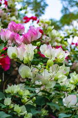 colorful flowers with a beautiful blurred background	
