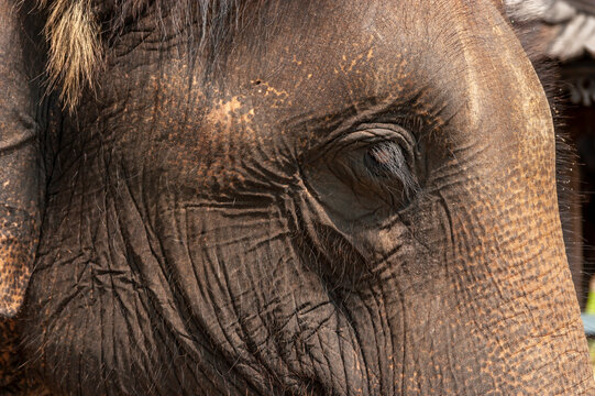 Close-up of elephant's eye