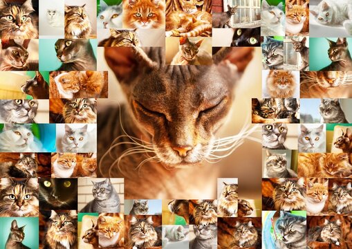 A frame of many photos of cats, in the center a portrait of a Sphynx cat with closed eyes. Collage of photos of cat portraits.