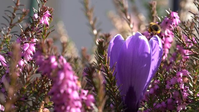 Fioletowy krokus pośr&oacute;d wrzos&oacute;w i latająca pszczoła