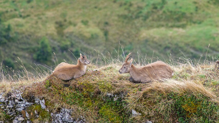 Steingeiß mit Kitz auf schmalem Felsgrat