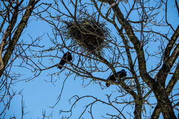 black preoccupied crows on a winter day in search of food