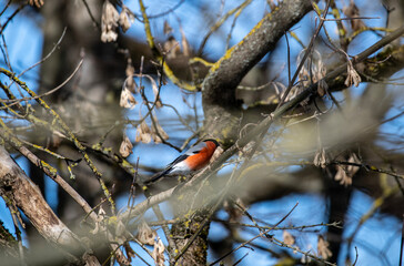 beautiful bright bullfinch on a winter day in search of food