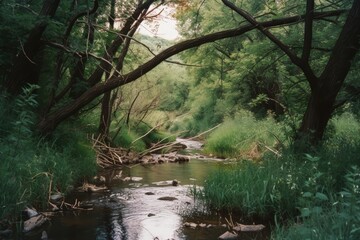 Obraz premium lake in the woods