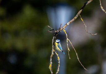 beautiful bright lazarevka on a winter day in search of food