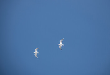 white seagulls on a winter day in search of food against the blue sky