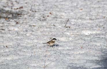 beautiful gray powder on a winter day in search of food