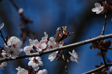 cherry blossom in spring