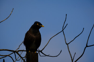 blackbird on a branch